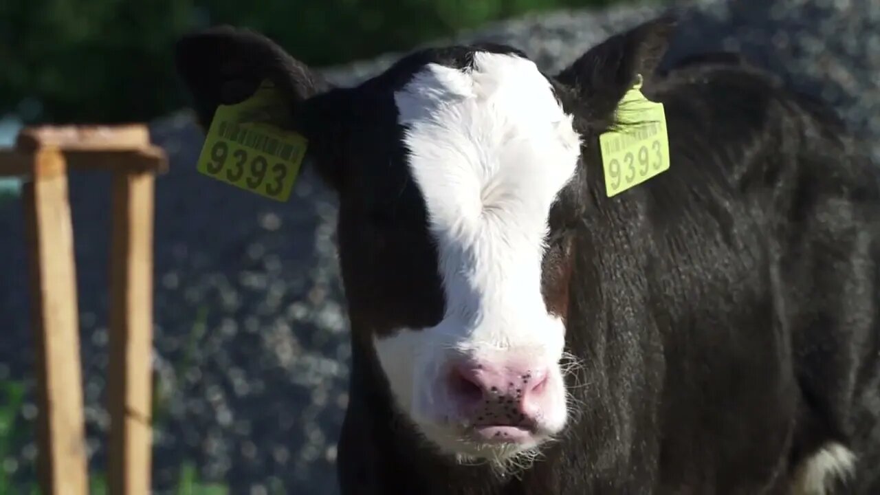 Calf is looking at the camera on the farm