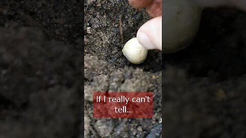 Plant Fall Bulbs on their Side? #gardening #flowerbulbs #fallplanting