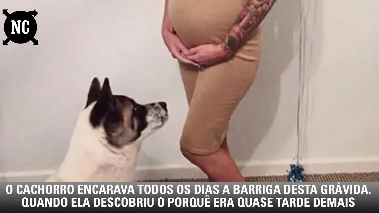 O cachorro encarava todos os dias a barriga desta grávida. Quando ela descobriu o porquê era quase