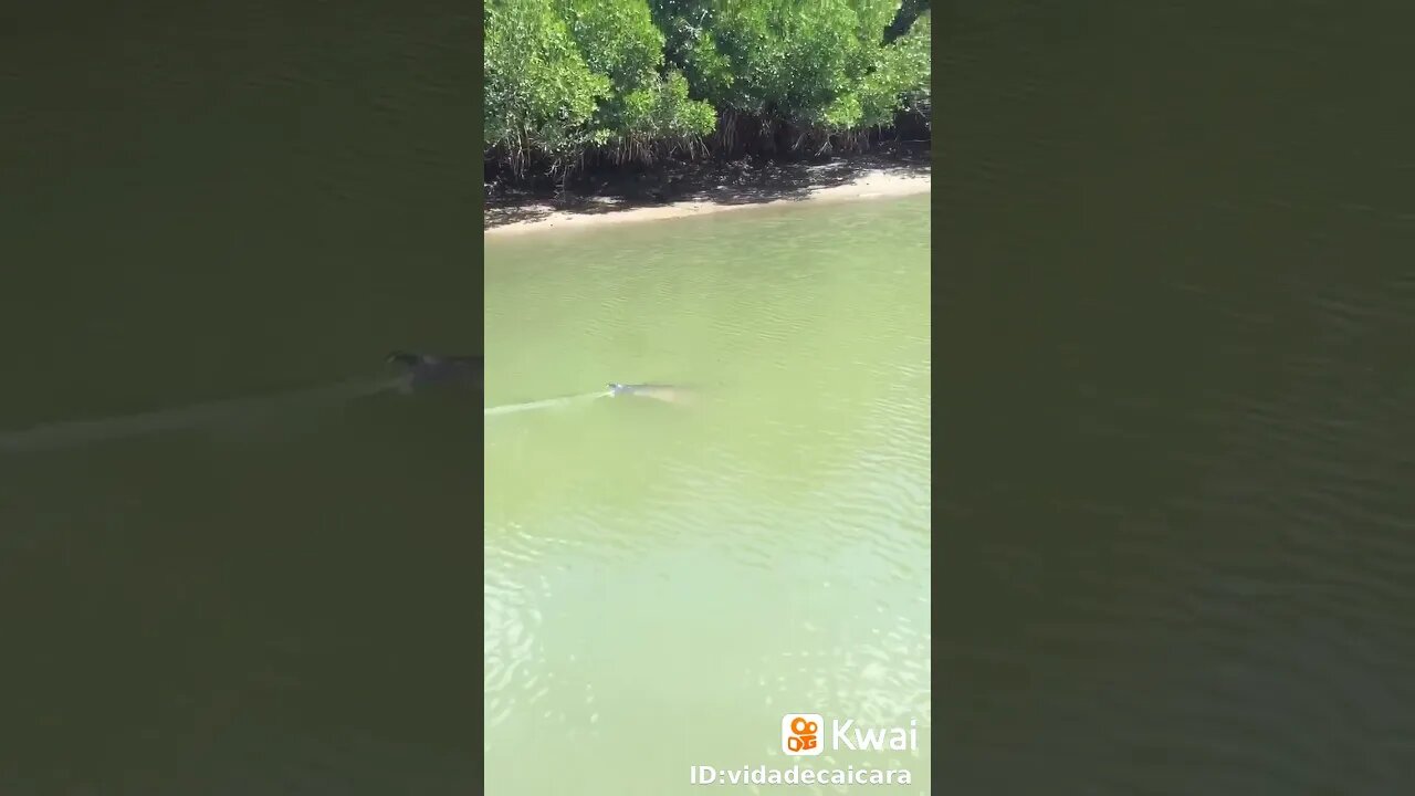 Disseram que era uma praia sossegada!... #mar #praia #peixe #shark #tubarão #ferias