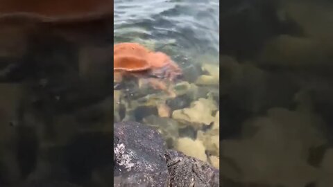 🐶🤿🏖️🤪🤪🤪 #Shorts