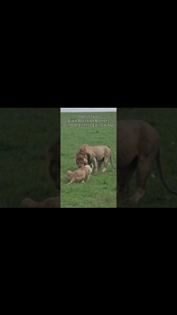 Maasai Mara Sightings Today 02/02/22 (Lions, Leopard, Hippo, etc) | Zebra Plains | #shorts