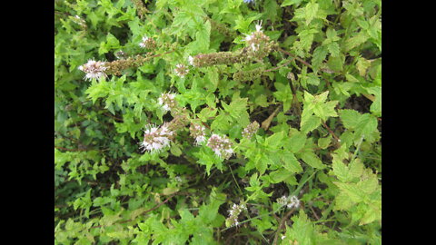 Mentha balsamea Wild Peppermint Sept 2021