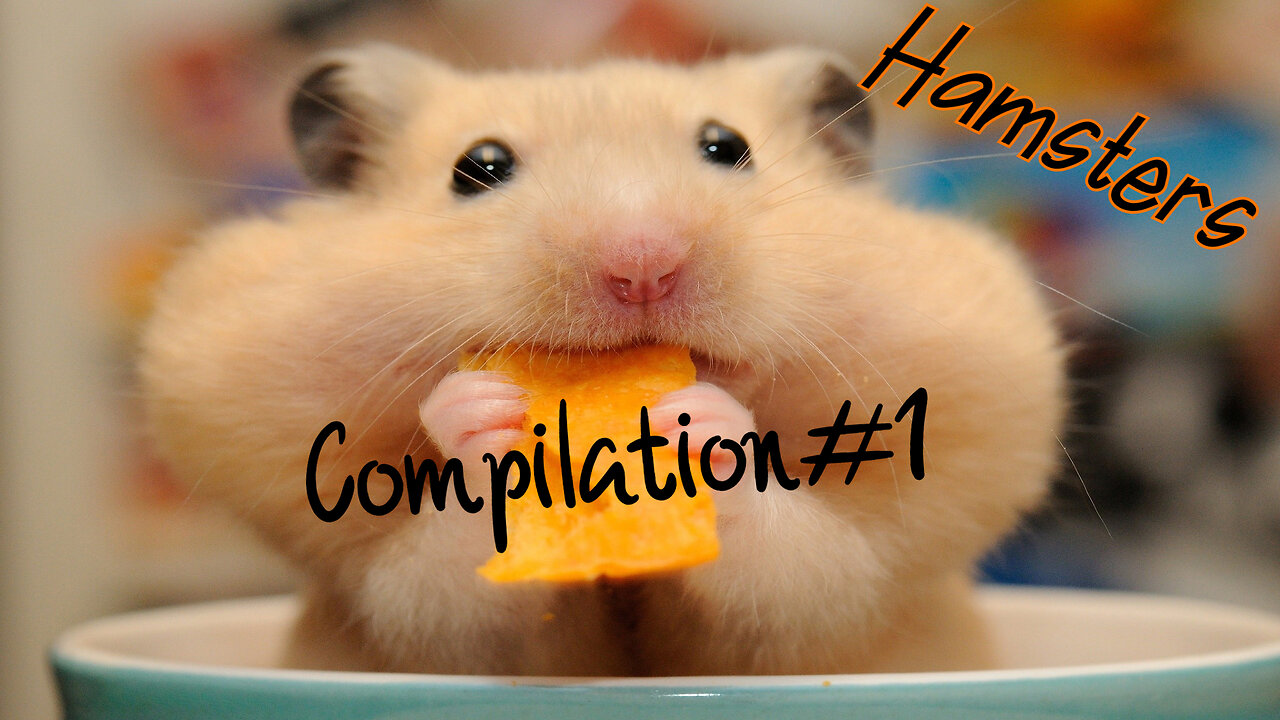 Hamster Collection part 1