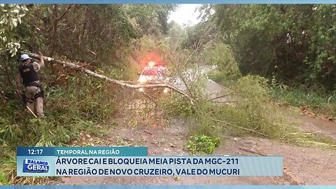 Temporal: Árvore Cai e Bloqueia meia Pista da MGC-211 na Região de Novo Cruzeiro, no Vale do Mucuri.