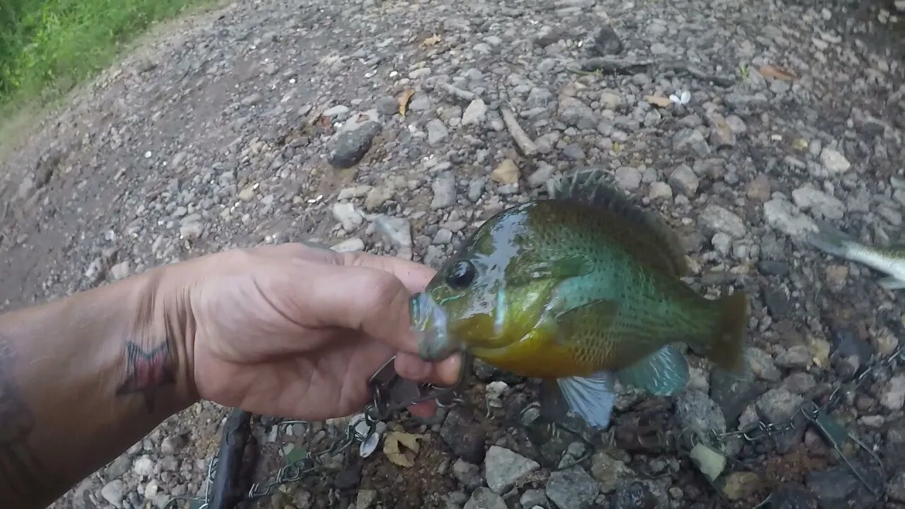 Sunfish and Bass ain't nothing to brag about.... but