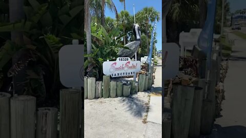 Seaside seabird sanctuary Redington Beach Florida #shorts