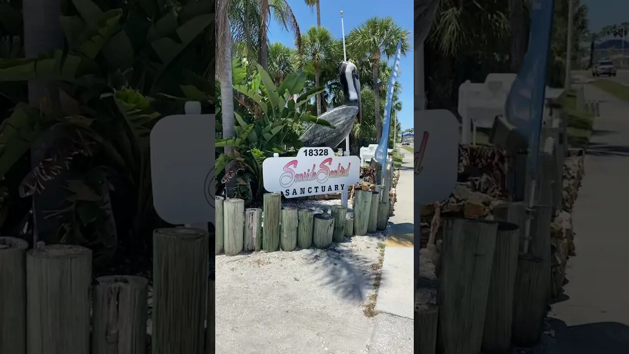 Seaside seabird sanctuary Redington Beach Florida #shorts