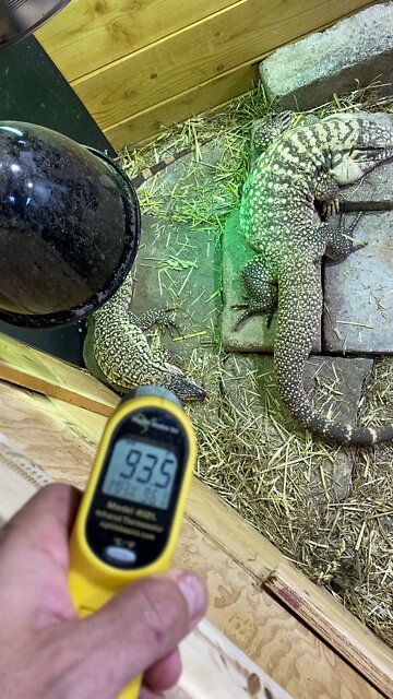 Indoor Tegu & Tortoise enclosure.