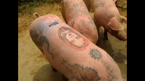 Pigs Get Tattoos