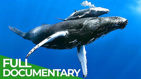 World of the Wild | Episode 7: The Open Ocean