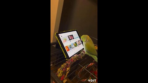 Funny parrot with iPad funny bird