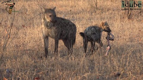 Watching Hyenas, Part 11