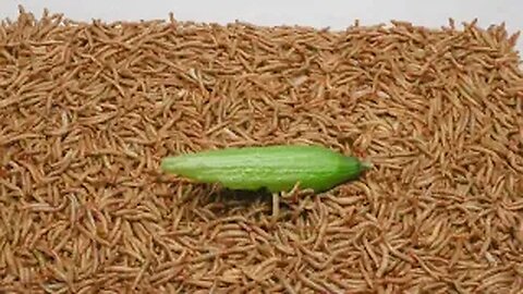 Timelapse 50.000 mealworms vs. A Cucumber