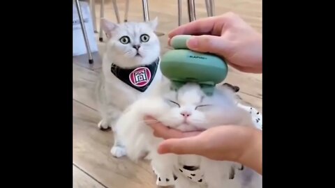What Are You Doing To His Brain, Hooman?