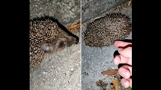 Random encounter with a hedgehog during walk