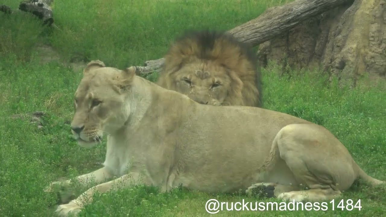 African Lions love on each other compilation