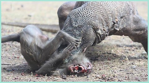 The Poor Monkey Swallowed by Komodo Dragon....