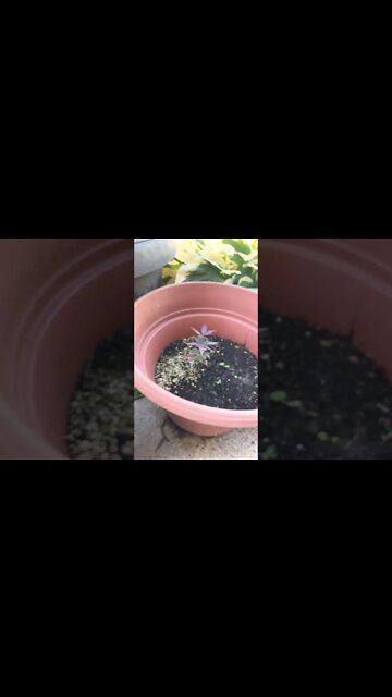 Bloodgood Japanese Maple seedlings 🤩 coming along 😘🖖 #AquaMalik