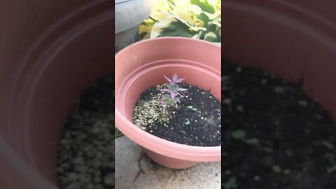 Bloodgood Japanese Maple seedlings 🤩 coming along 😘🖖 #AquaMalik