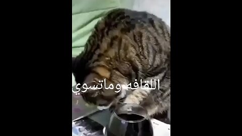 Funny cat 🤪🍺