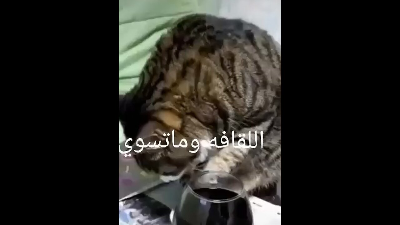 Funny cat 🤪🍺