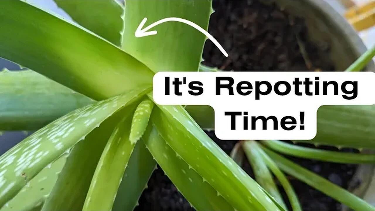 We Waited to LATE | Repotting NOW