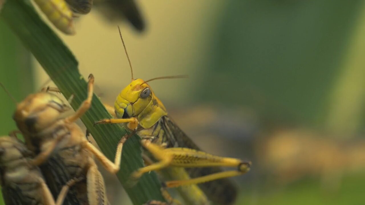 "Grasshoppers: Nature's Master Jumpers"