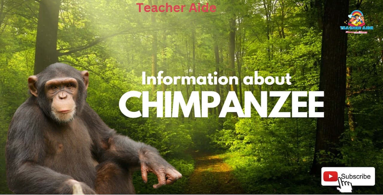 Information about | Chimpanzee | Teacher Aide | Australia | English| Endangered |