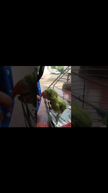 🦜🦜🦜🦜🦜🦜pareot#shorts