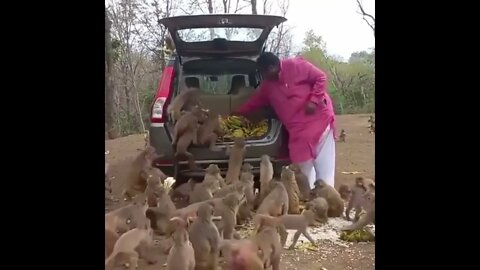 Monkey Jackpot