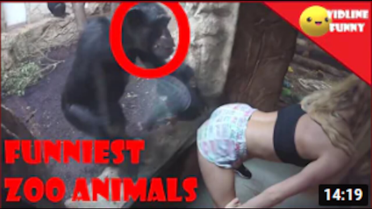 Funny Zoo Animals