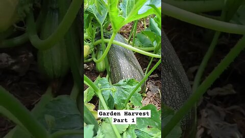 Part 1 Garden Harvest #garden #gardenharvest #inspiration #motivation #homesteading #farm