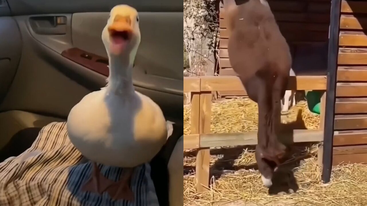 Duck has heartwarming reaction to donkey for the first time.🤨🤔