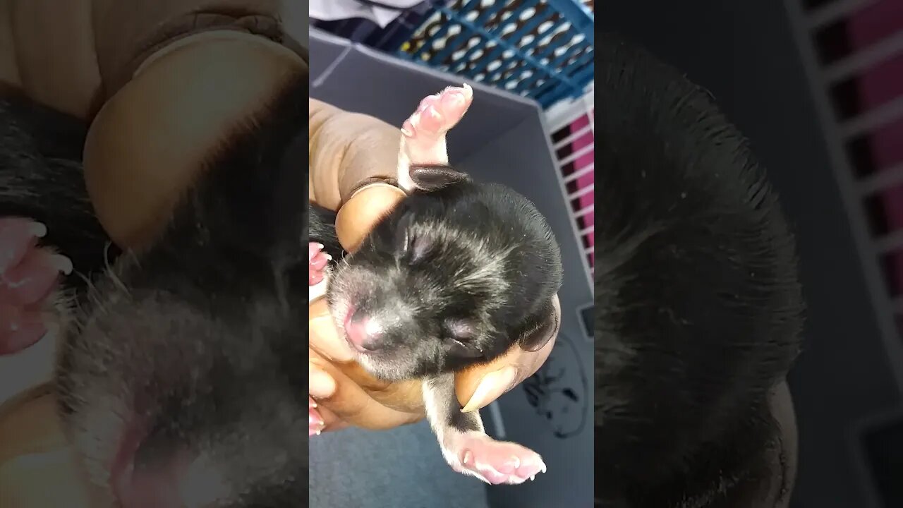 I Litter born today(2)