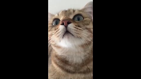 The Best Cat