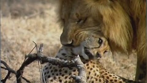 Lion Kills Cheetah