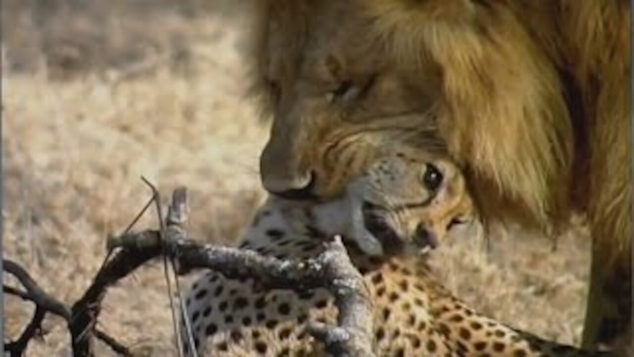 Lion Kills Cheetah