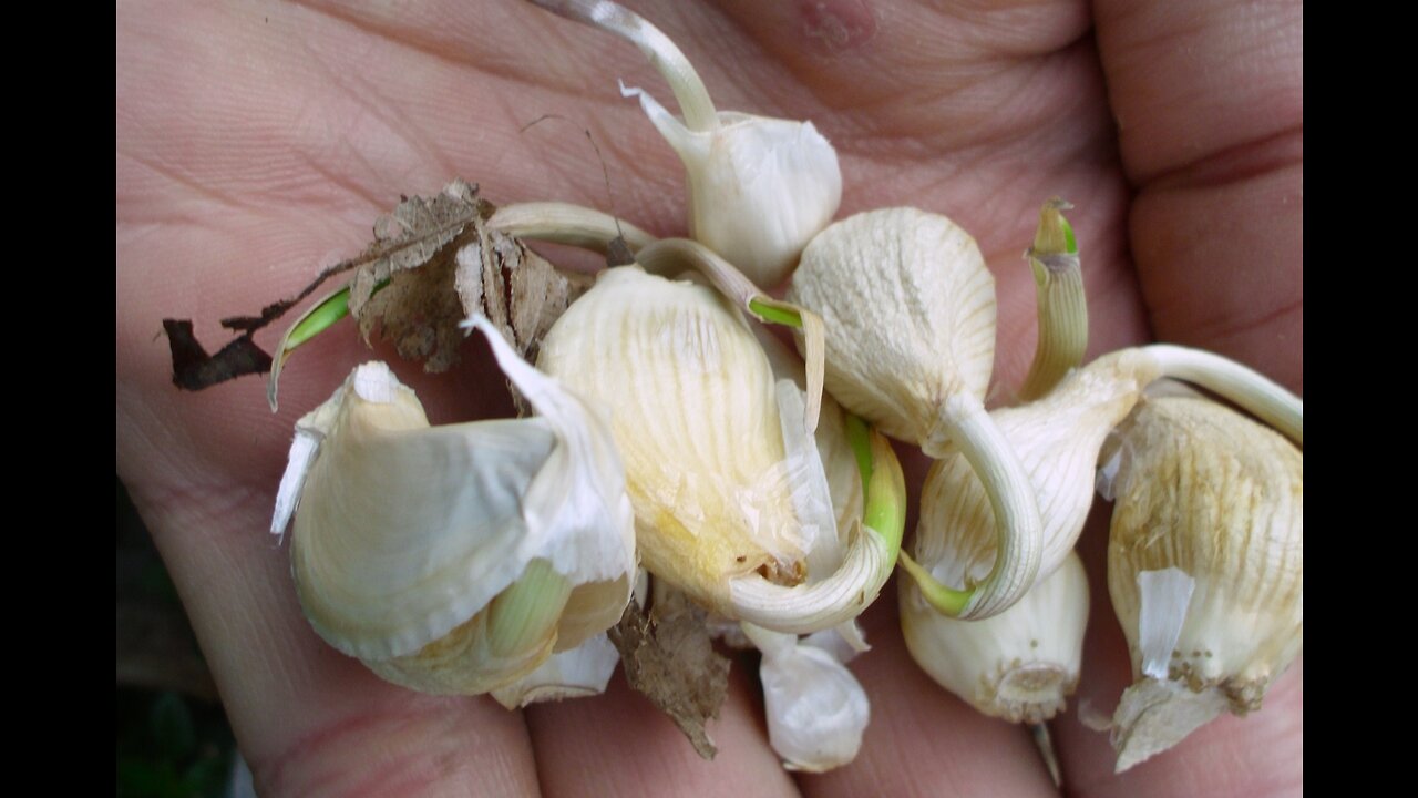 This is what happens when you bury garlic near your fruit trees