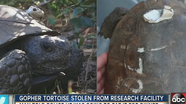 FWC: Gopher tortoise stolen from research facility to be âeaten for dinnerâ