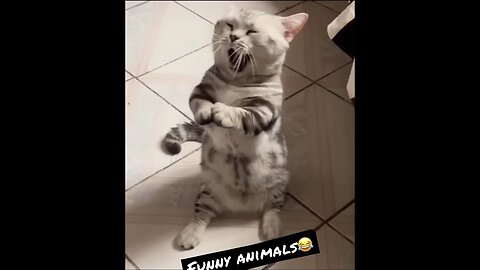 Best Funny Animal Video 2023