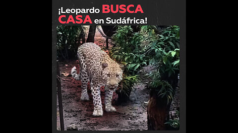 Un leopardo intenta entrar en una casa a través de una ventana en Sudáfrica