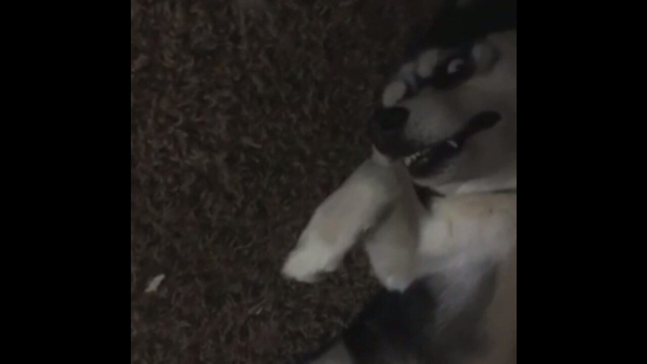 Dog Sleeps Under Bed With The Most Funniest Face Ever!