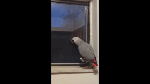 African Gray Does Slurping Noises