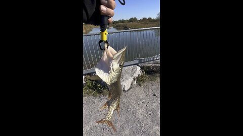 Pike fishing