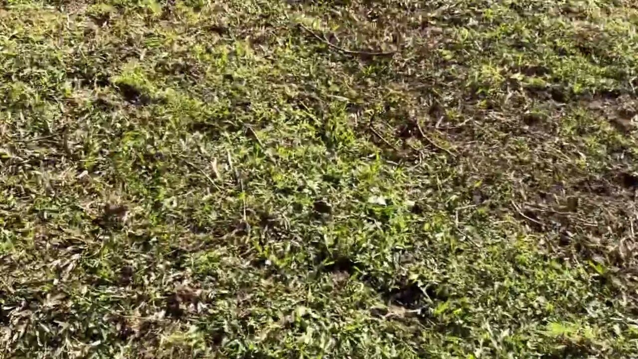 17 June 2022 noticing trees have grown on Arthur’s last day. Clinging to spiritual hope 🥲💔