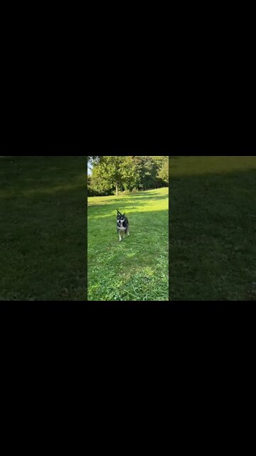 I wish I could feel as happy as this dog