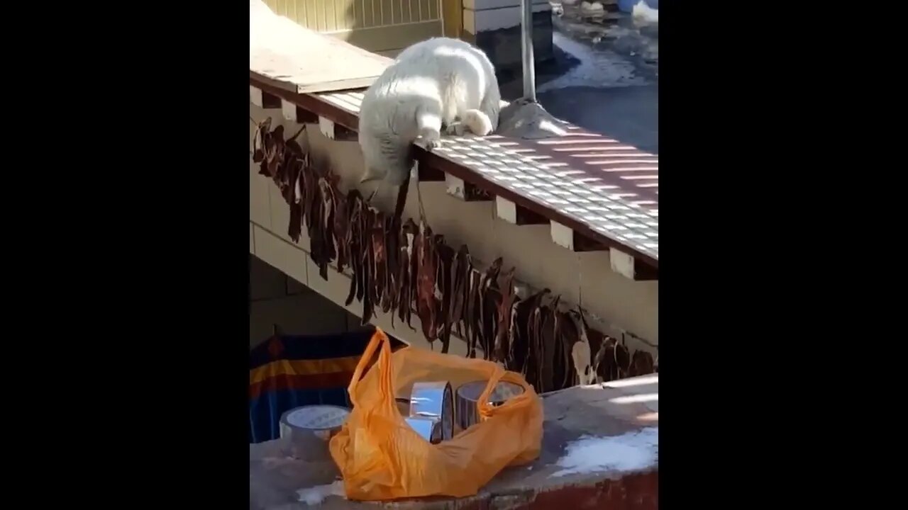 Jerky Jerk