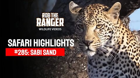 Safari Highlights #285: 30 Jul - 02 Aug 2014 | Sabi Sand Nature Reserve | Latest Wildlife Sightings