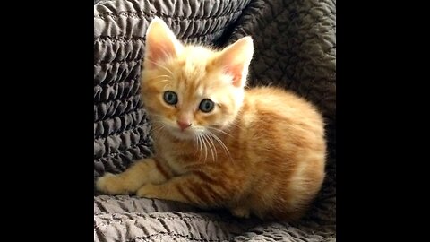 Kitten Gingy’s first weeks at his forever home